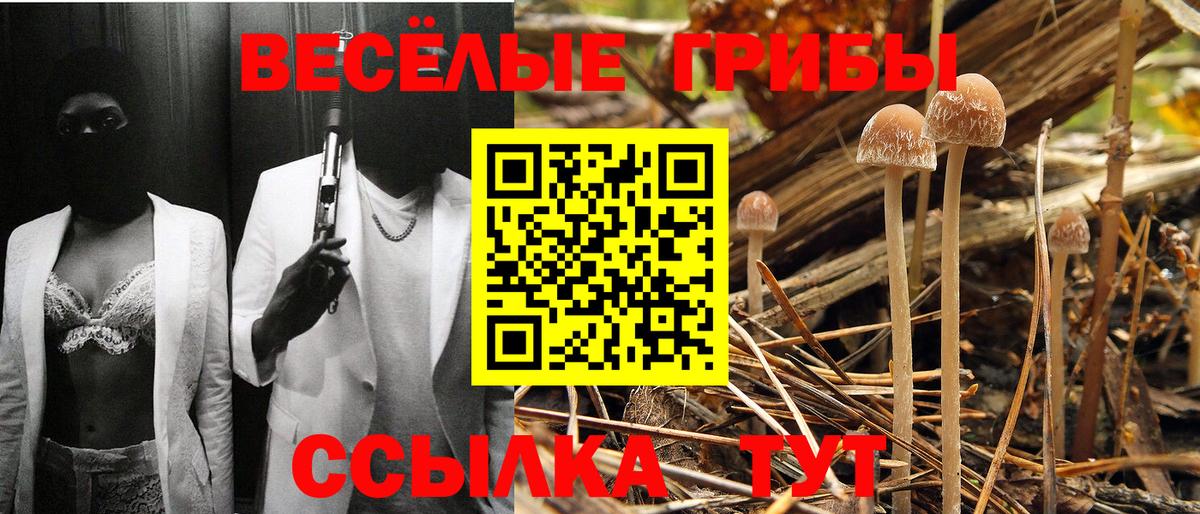 Псилоцибиновые грибы мицелий Осинники